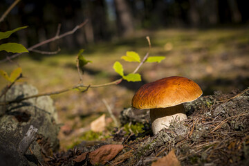 wide cep mushroom grows in sunny forest