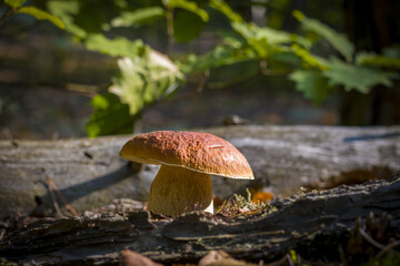 wide cep mushroom grows in wood