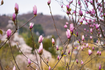 福島県の植物
