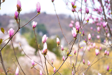 福島県の植物