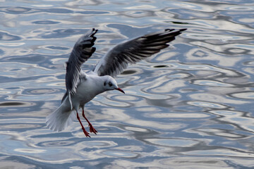 Black Headed Gull in winter plumage