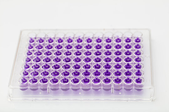 Multi channel pipette loading biological samples in microplate for test in the laboratory / Multichannel pipette load samples in pcr microplate with 96 wells