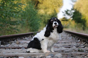 handsome tricolor cavalier king charles spaniel sitting on empty train tracks