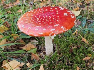 fly mushroom