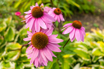 A yellow bee collects and distributes pollen and nectar on a red-pink echinacea flower