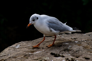 Black Headed Gull in winter plumage