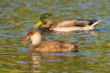 Red-crested Pochard Netta rufina Costa Ballena Rota Cadiz