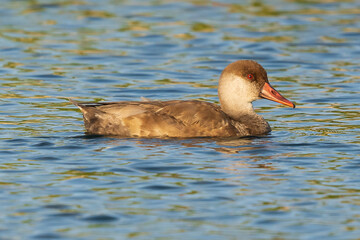 Red-crested Pochard Netta rufina Costa Ballena Rota Cadiz