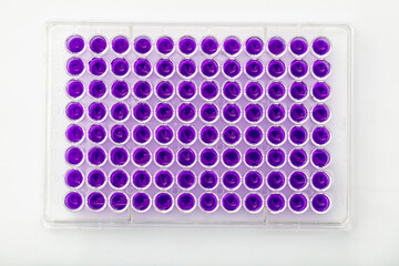 Multi channel pipette loading biological samples in microplate for test in the laboratory /...