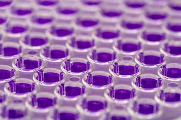 Multi channel pipette loading biological samples in microplate for test in the laboratory /...
