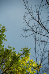 branches against sky