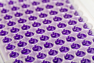 Multi channel pipette loading biological samples in microplate for test in the laboratory /...