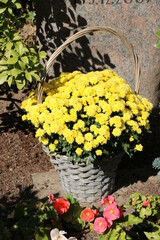 Korb mit gelben Chrysanthemen schmückt ein Grab