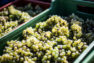 White Wine Grapes - freshly harvested