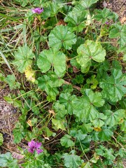 plantes