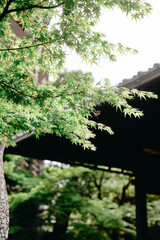 Green maple leaves