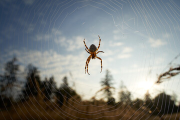 Garden spider (Araneus) in the web, forest and meadow in the background. Germany in the Schonbuch.