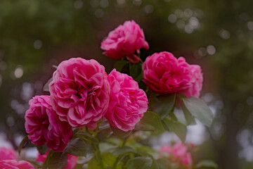 pink rose bush