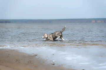 A young Siberian Husky female stumbled during walking at the water. The dog has wet grey & white fur. Blue water surrounds her, a beach with brown sand is nearby. Coast in the background.