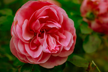 pink rose in garden