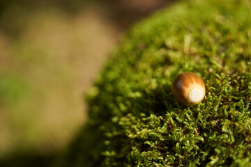 Brown acorn lies on tree trunk with fresh green moss. Copy space.