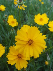 yellow flowers in the garden