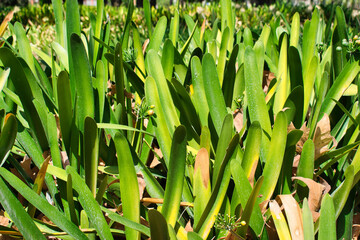 Plantas en los jardines del real o viveros de Valencia