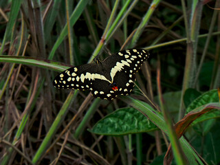 closeup of a citrus swallowtail