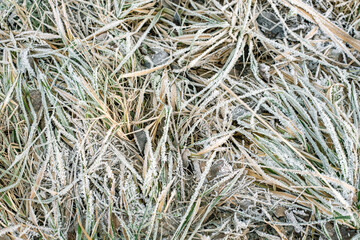 Dry frozen grass, covered with frosty morning in late autumn. Freezing, frozen natural in morning frost. Rime. Late fall, early winter.