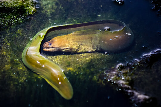 A eel found in shallow water after sunset