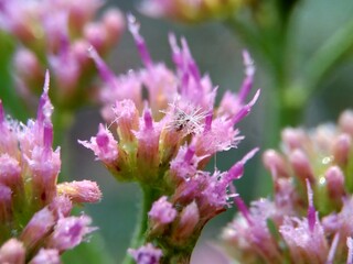 Pluchea indica (Indian camphorweed, Indian fleabane, Indian pluchea, Baccharis indica L, beluntas, luntas). This plant contains β-sitosterol and stigmasterol, which have antidiabetic.