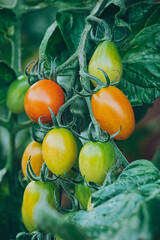 Ripe red and green tomato  in a greenhouse ready to harvest. Blurry background.