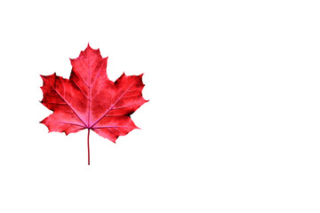 Red maple leaf isolated on white. Modern and bright autumn season background with copy space.