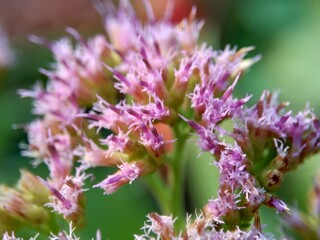 Pluchea indica (Indian camphorweed, Indian fleabane, Indian pluchea, Baccharis indica L, beluntas, luntas). This plant contains β-sitosterol and stigmasterol, which have antidiabetic.