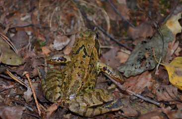 
Springfrosch (Rana dalmatina) im Wald