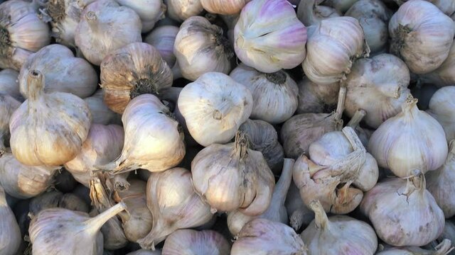 fresh raw garlic on market