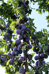 Plum tree. Many large plums hang from a branch