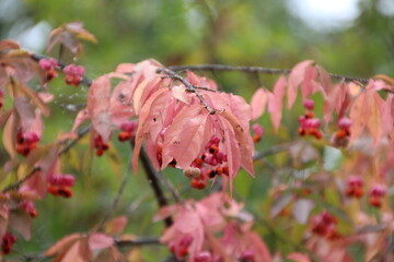 Colours Of Autumn, U of A Botanic Gardens, Devon, Alberta