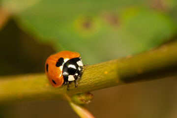 ladybug on a branch