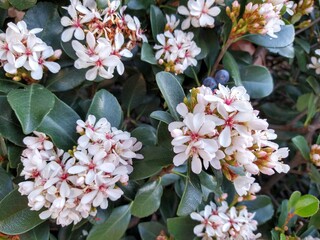 pink and white flowers