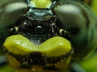 A beautiful dragon fly is perched on the leaves of a green tree. This is a garden.