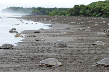 tortuga lora playa ostional costa rica