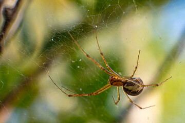 Spider on the web. Close-up view.