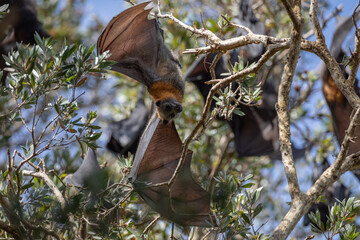 The grey-headed flying-fox (Pteropus poliocephalus), Australia.