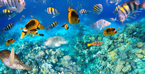 Obraz na płótnie Canvas Underwater colorful tropical fishes at coral reef at Red Sea.