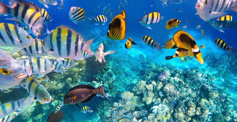 Underwater colorful tropical fishes at coral reef at Red Sea. Blue water in Ras Muhammad National Park in Sinai, Egypt.