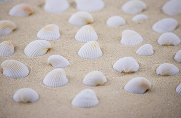 There are many small white shells on the white sand. Macro photography of a marine theme. The beach is somewhere near the sea or ocean. Sunny day. Vacation or weekend.