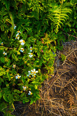 leaves in the garden