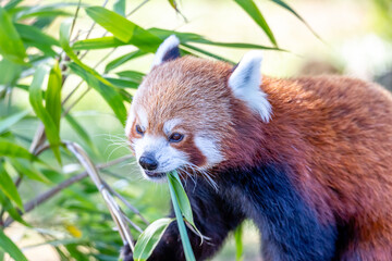 red panda eating bamboo