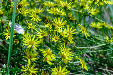 flowers in spring